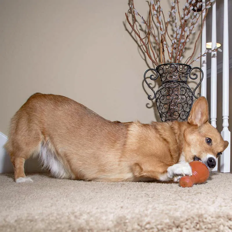 Booya Squeak & Treat Dog Toy, Busy Buddy from PetSafe