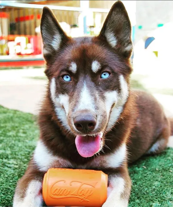 Chew Resistant Toy | Rubber Soda Can Orange