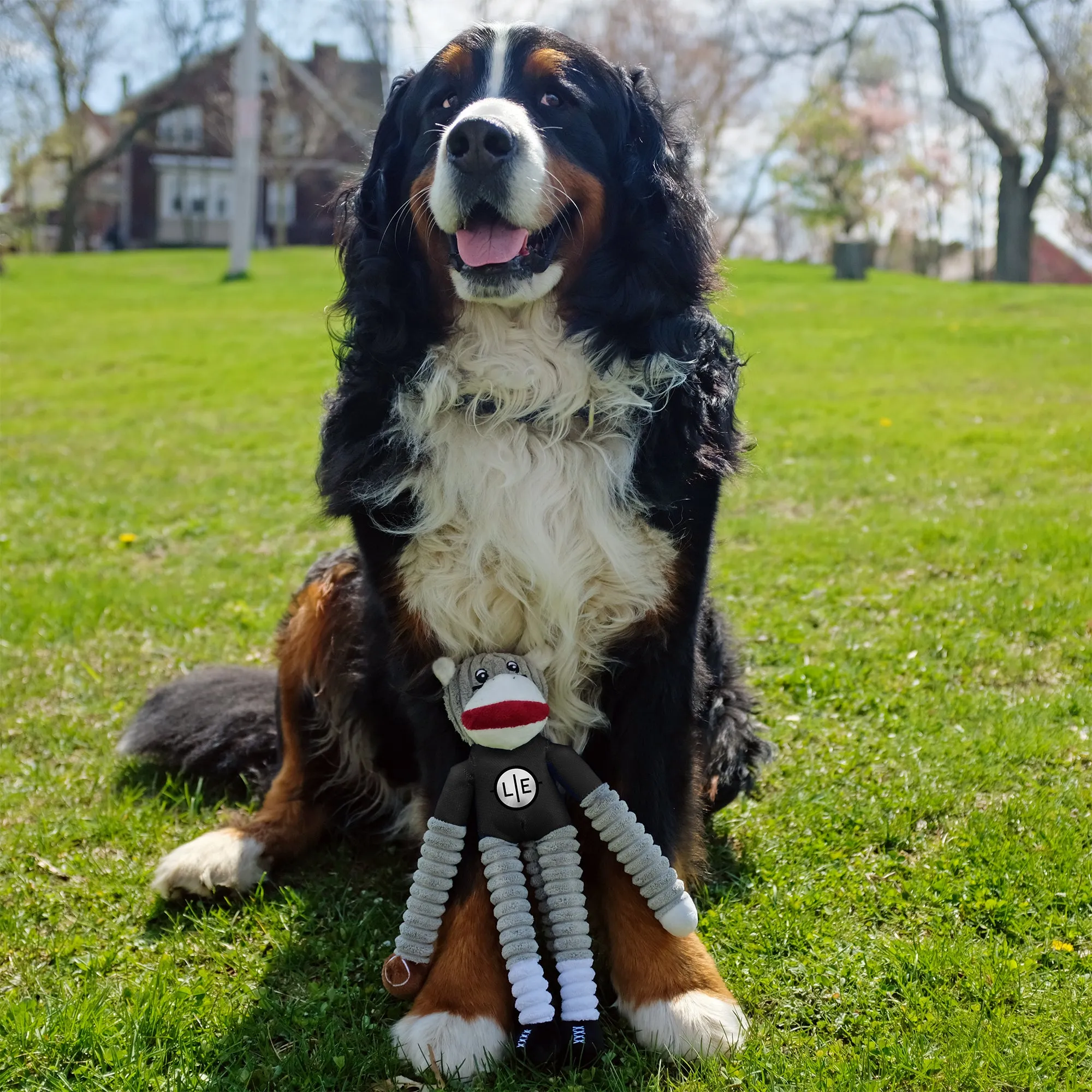 Cincinnati Bengals Team Sock Monkey Pet Toy