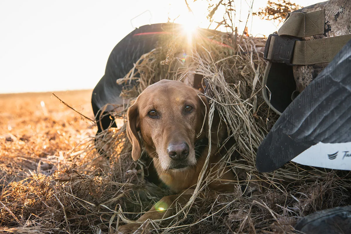 Flight Series Dog Blind - Optifade Marsh