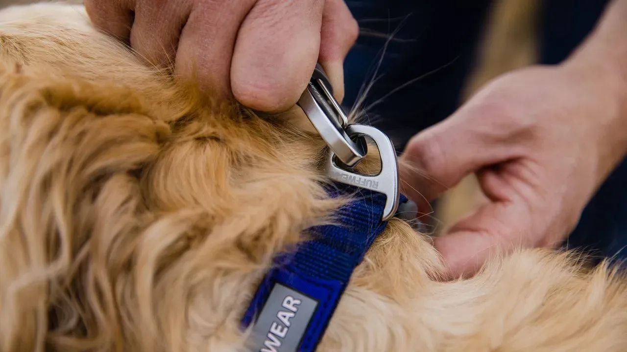 Front Range Ruffwear Dog Collar