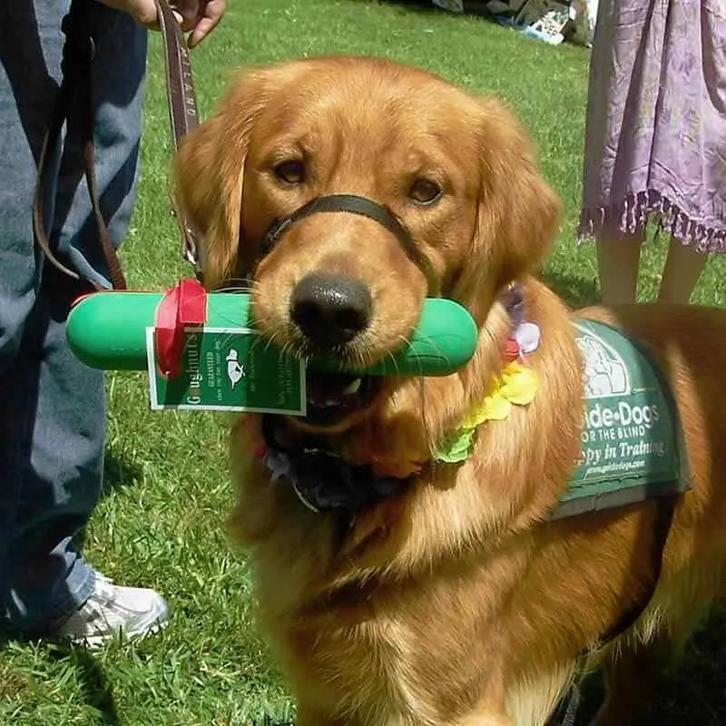 Goughnuts Guaranteed Indestructible Dog Toys