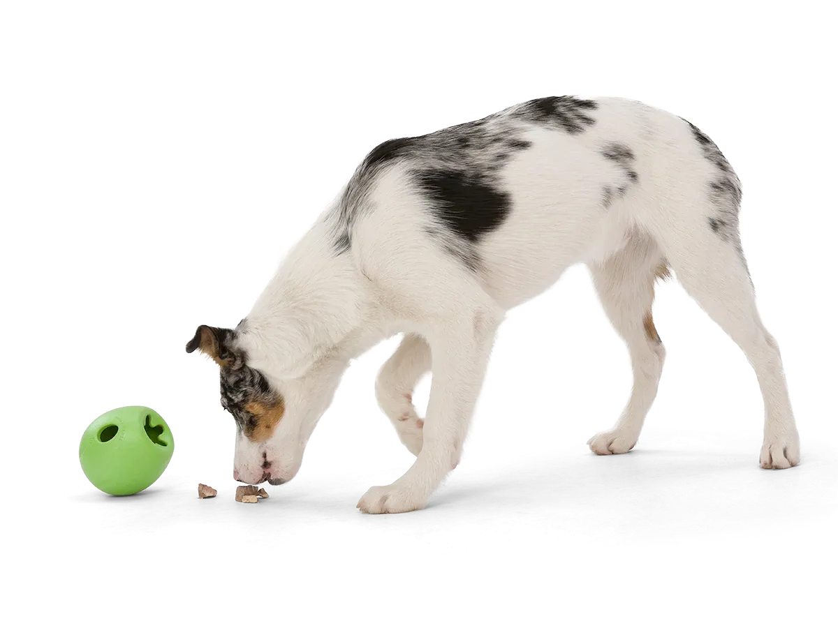 Interactive puzzle, food-dispensing dog toy, Zogoflex Echo Rumbl