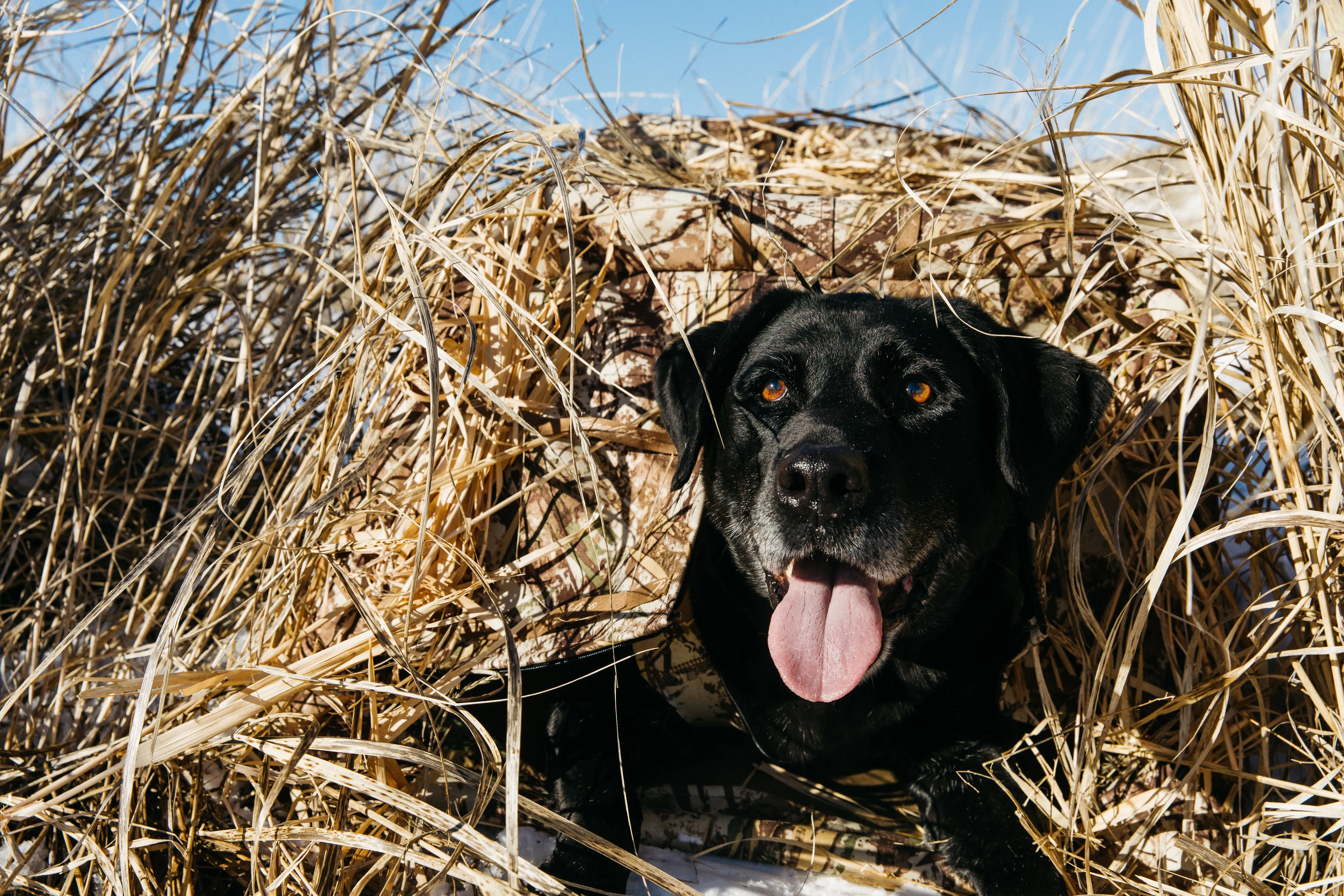 Little Buddy Dog Blind - First Lite Typha™