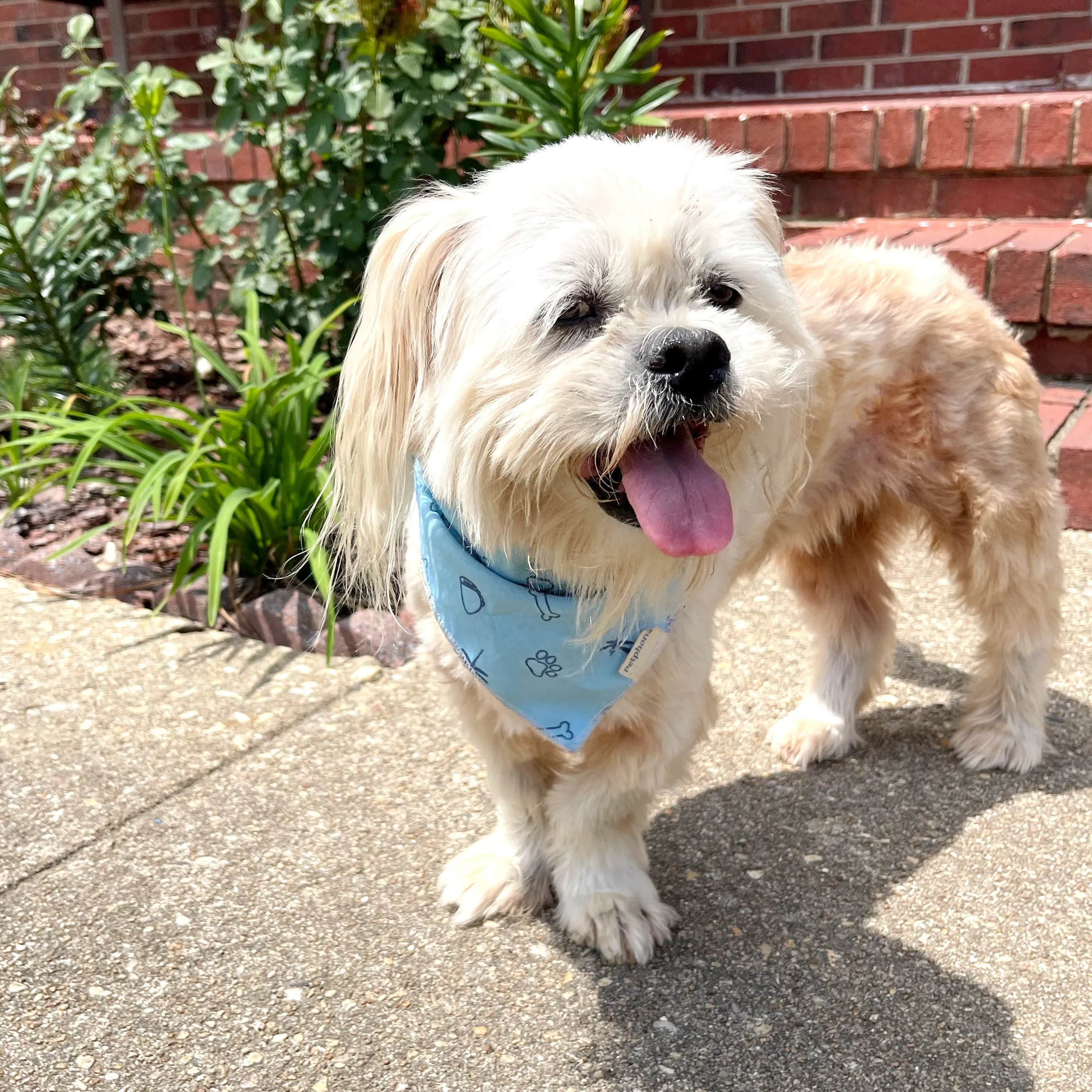 pet bandana