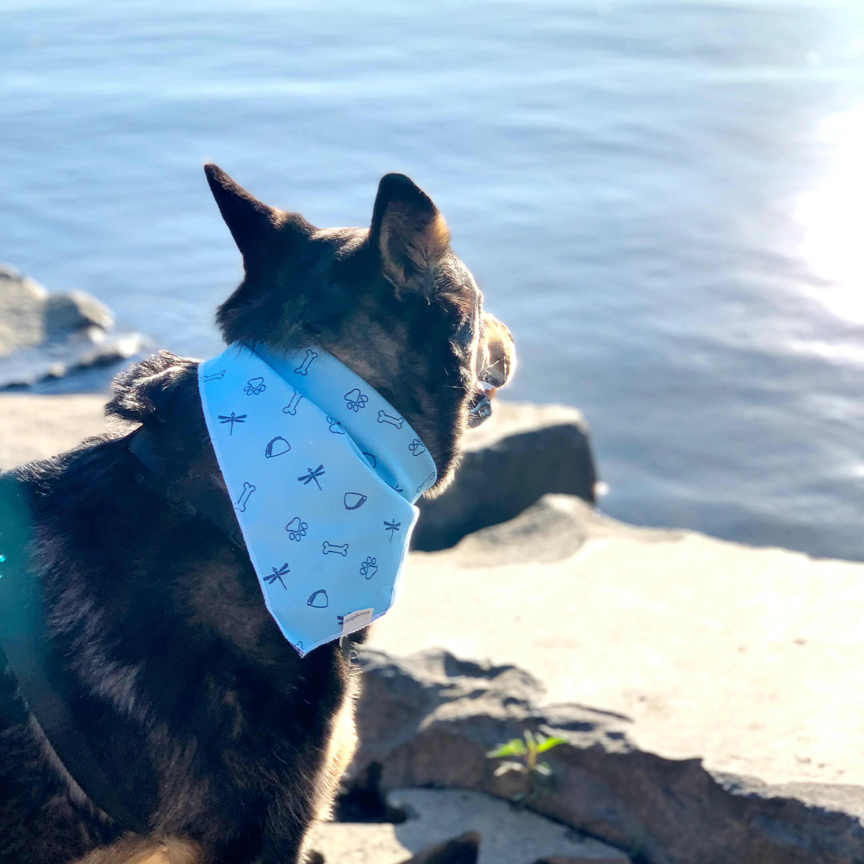 pet bandana