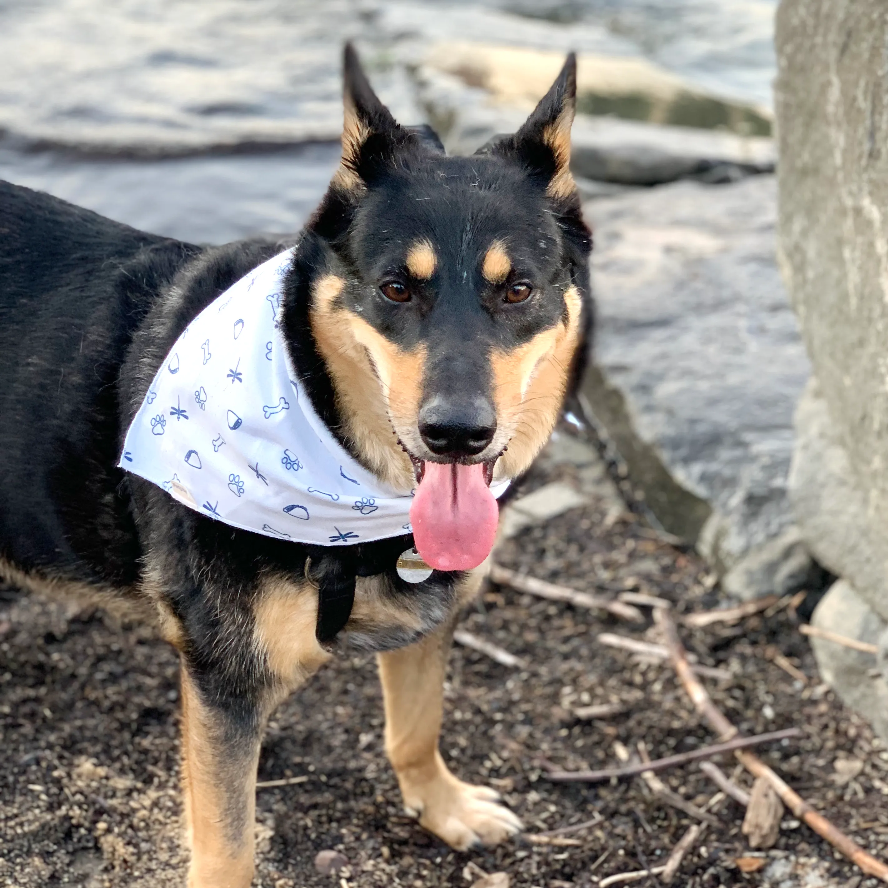 pet bandana