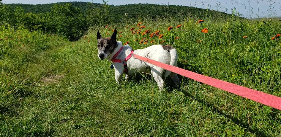 Simple Back Attached Tracking Harness