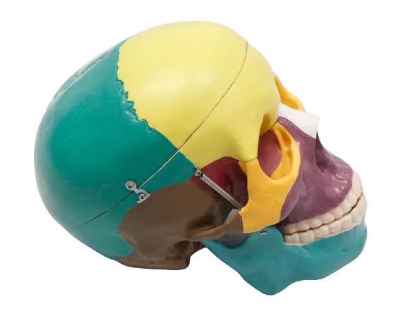 XC104C Colored Skull