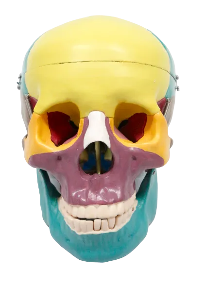 XC104C Colored Skull