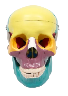 XC104C Colored Skull